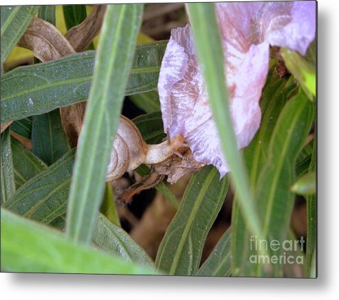 Terri-mills Metal Print featuring the photograph Snail by Terri Mills