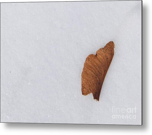 Snow Metal Print featuring the photograph Snow and Key by Corinne Elizabeth Cowherd