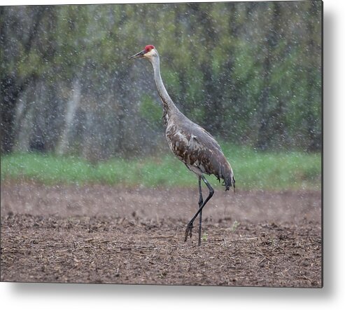 Sandhill Crane Metal Print featuring the photograph Snow Day by Thomas Young