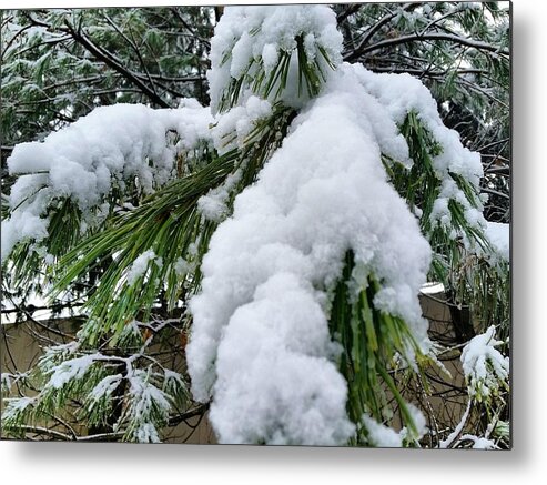 Snow Metal Print featuring the photograph Snow on Evergreen Branch by Vic Ritchey