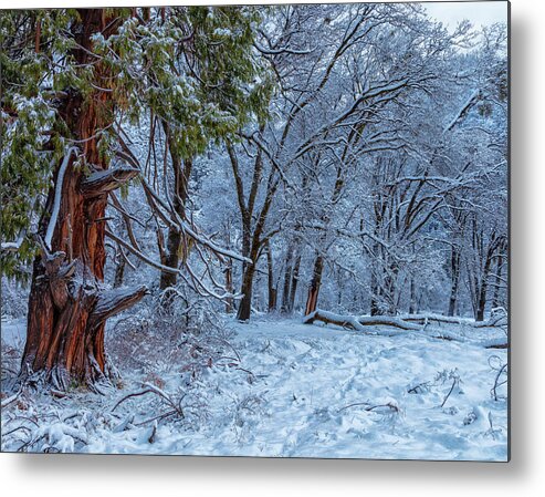 Landscape Metal Print featuring the photograph Snow Trees by Jonathan Nguyen