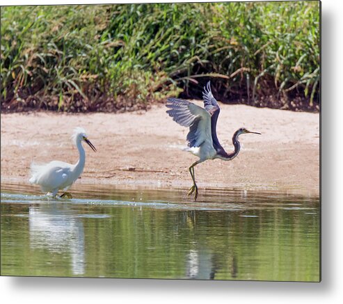 Snowy Metal Print featuring the photograph Snowy Egret Chasing Tricolored Heron by Tam Ryan
