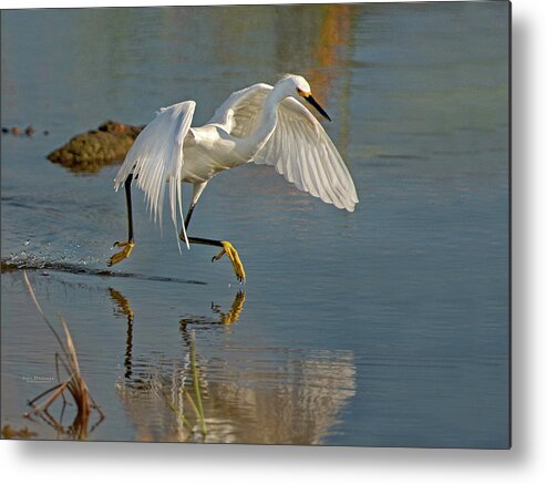 Snowy Egrets Metal Print featuring the photograph Snowy Egret on the move by Judi Dressler