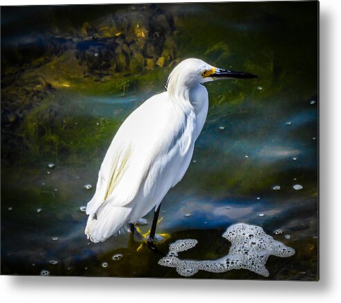 Snowy Egret Metal Print featuring the photograph Snowy Egret by Pamela Newcomb