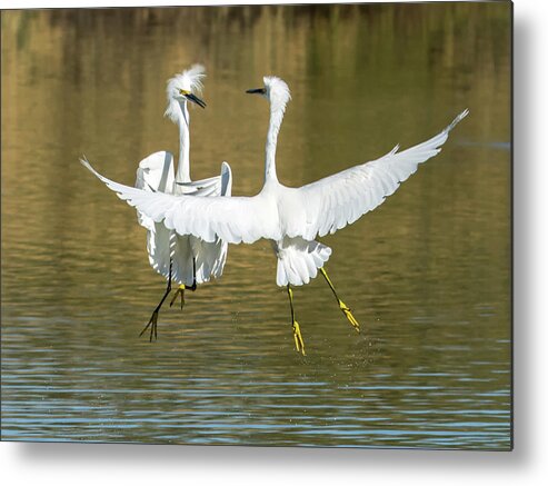 Snowy Metal Print featuring the photograph Snowy Egrets Fight 3638-112317-1cr by Tam Ryan