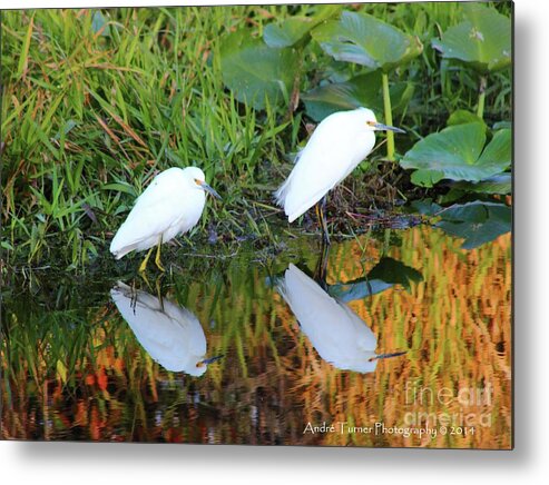 Egret Metal Print featuring the photograph Snowy Pair by Andre Turner