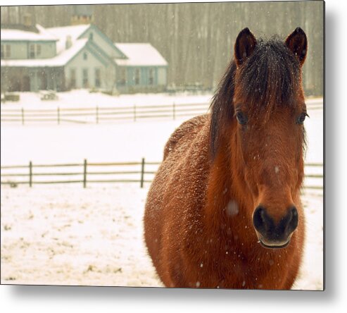 Horse Metal Print featuring the photograph Horse #1 by Marysue Ryan