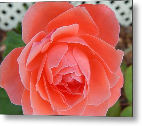 Flora Metal Print featuring the photograph Softly A Rose by Jan Gelders