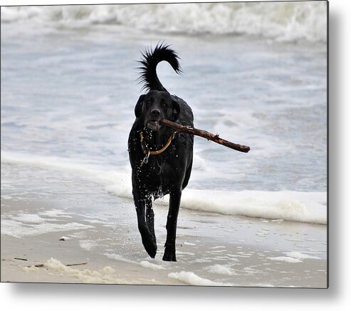 Dog Metal Print featuring the photograph Soggy Stick by Al Powell Photography USA
