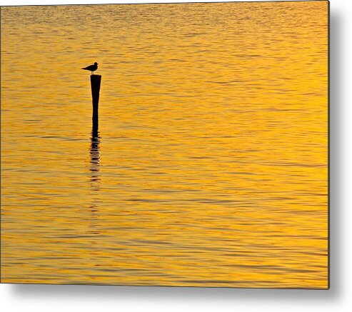Sea Gull Metal Print featuring the photograph Solitude by Mike Reilly