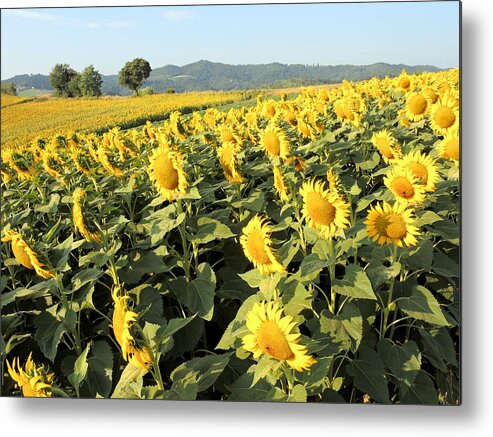 Sunflowers Metal Print featuring the photograph Something yellow by Guido Strambio