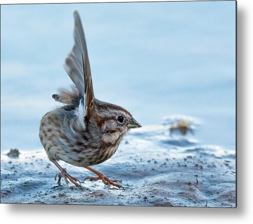 Song Sparrow Metal Print featuring the photograph Song Sparrow 3426-112217-1cr by Tam Ryan