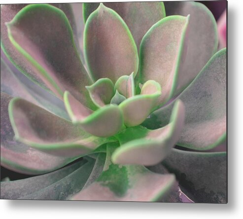 Succulent Metal Print featuring the photograph Soooo Succulent by Debbie May