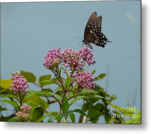 Spicebush Metal Print featuring the photograph Spicebush Butterfly by Donald C Morgan