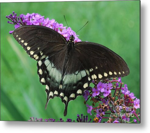 Butterfly Metal Print featuring the photograph Spicebush Swallowtail by Randy Bodkins