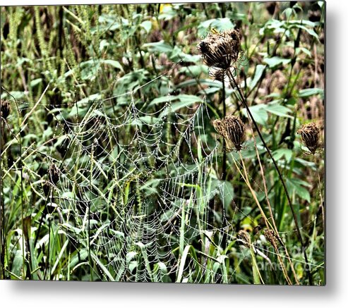 Spider Metal Print featuring the photograph Spider Web and Thistle by Carol Martin