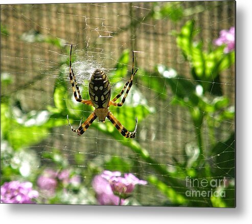 Spider With Big Abdomen Metal Print featuring the photograph Spider With Nice Abs by Leah McPhail