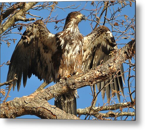 Juvenile Metal Print featuring the photograph Spreadeagle by Carl Olsen