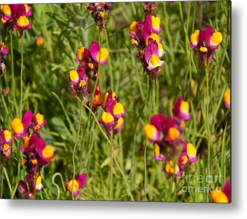 Photography Metal Print featuring the photograph Spring is Here 3 by Chris Tarpening