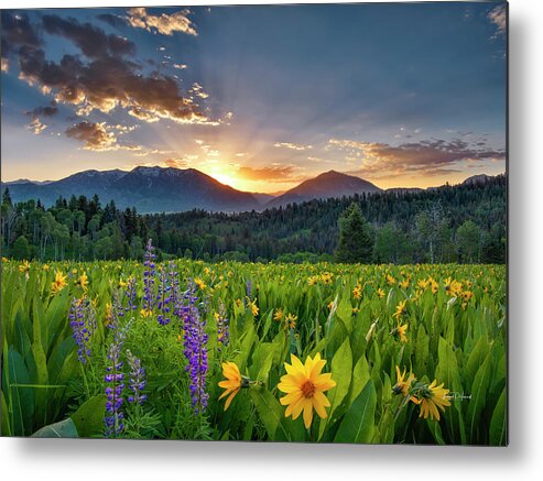 Arrowleaf Balsam Root Metal Print featuring the photograph Caribou Mountains Idaho by Leland D Howard