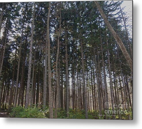 Photography Metal Print featuring the photograph Spruce Plot by Kathie Chicoine