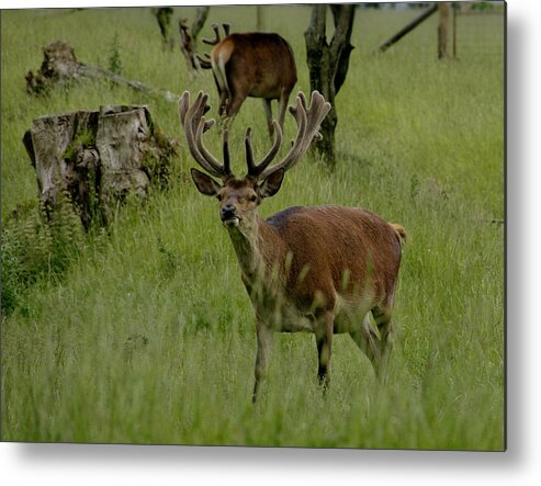 Deer Metal Print featuring the photograph Stag of the herd. by Elena Perelman