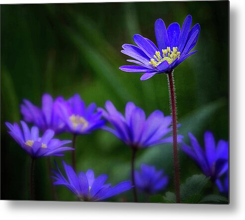 Anemone Hepatica Metal Print featuring the photograph Standing Out From the Crowd by Mary Jo Allen