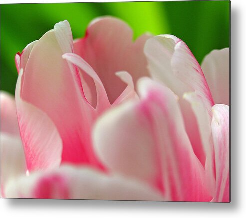 Tulip Metal Print featuring the photograph Standing Ovations by Juergen Roth