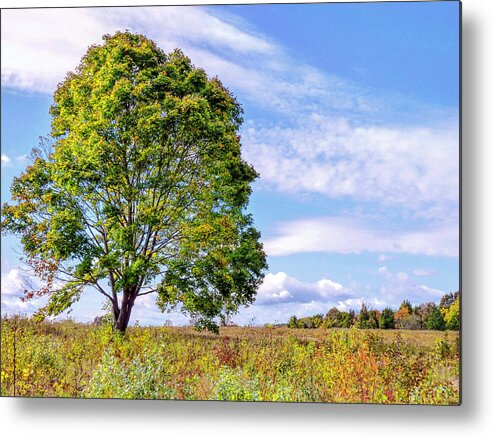 Foliage Metal Print featuring the photograph Standing tall by Janice Drew