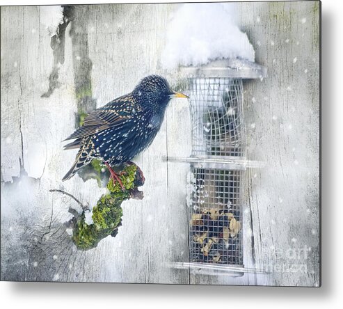 Photo Metal Print featuring the photograph Starling Meets Snowflakes by Jutta Maria Pusl