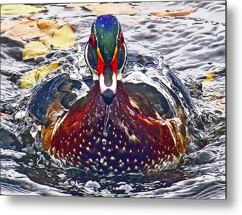 Jean Noren Metal Print featuring the photograph Straight Ahead Wood Duck by Jean Noren