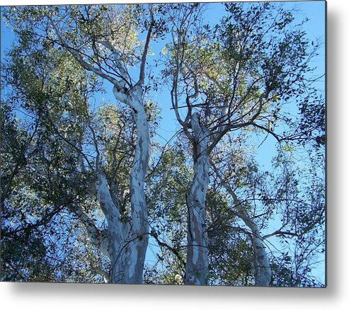 Trees Metal Print featuring the photograph Strength by Pamela Walrath
