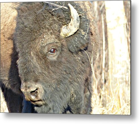 Bison Metal Print featuring the photograph Strike a Pose by 'REA' Gallery