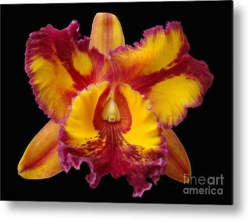 Orchid Metal Print featuring the photograph Stunning Orchid Closeup by Sue Melvin
