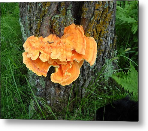 Fungus Metal Print featuring the photograph Sulfur Shelf Fungus on a Tree by Kent Lorentzen