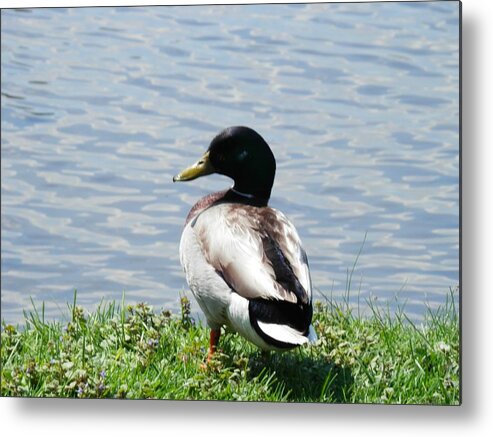 Duck Metal Print featuring the photograph Summer by Deborah Kunesh