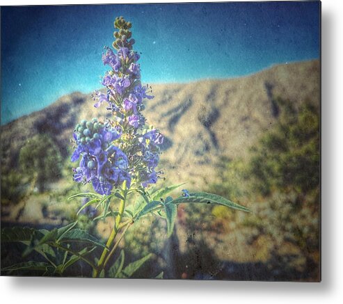 Flower Metal Print featuring the photograph Summer Glow by Mark Ross