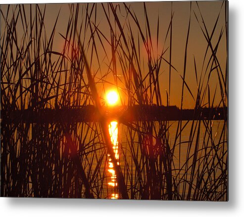 Reeds Lake Water Sunset Sunshine Nature Metal Print featuring the photograph Sun in Reeds by Andrea Lawrence