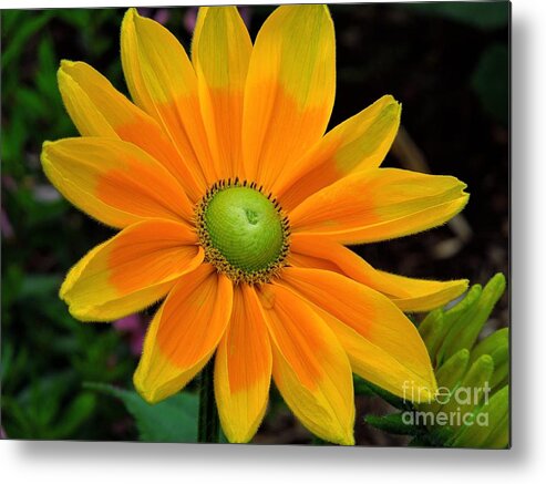 Flower Metal Print featuring the photograph Sunburst by Chad and Stacey Hall