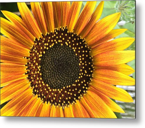 Sunflower Metal Print featuring the photograph Sunflower 1 by Vijay Sharon Govender