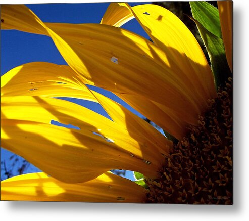 Flowers Metal Print featuring the photograph Sunflower Shadows by Harold Zimmer