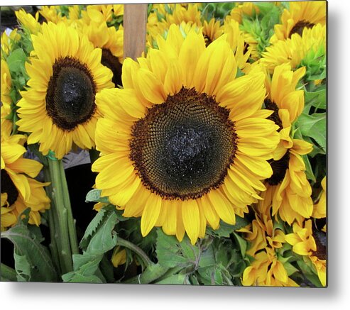 Sunflowers Metal Print featuring the photograph Sunflowers by Melinda Saminski
