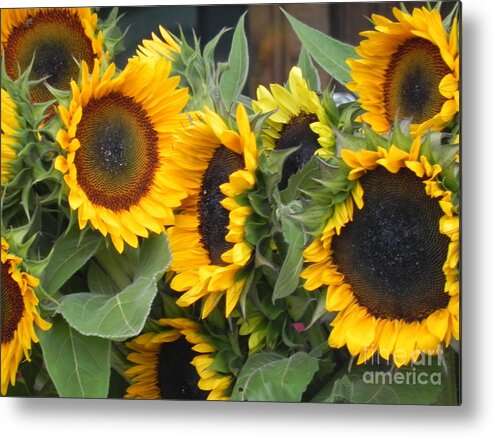 Photography Metal Print featuring the photograph Sunflowers two by Chrisann Ellis