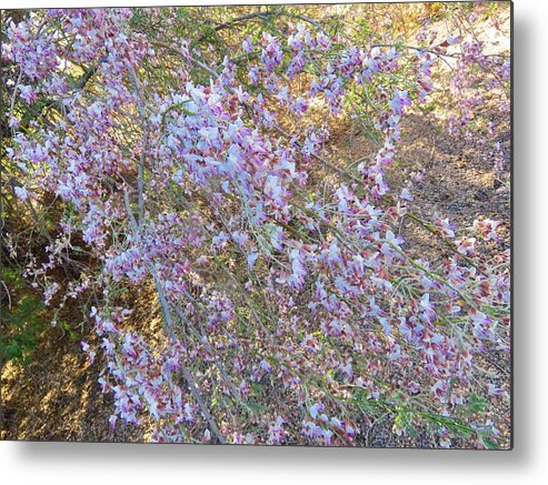 Afternoon Light Metal Print featuring the photograph Sunlit Spray of Desert Ironwood by Judy Kennedy