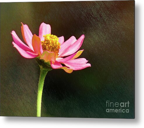 Zinnia Metal Print featuring the photograph Sunlit Uplifting Beauty by Sue Melvin