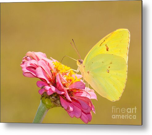 Beautiful Metal Print featuring the photograph Sunlit Yellow by Sari ONeal