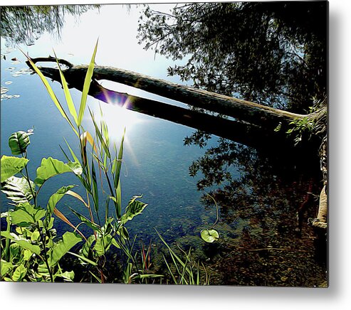 Wetlands Metal Print featuring the photograph Sunny Riverbank by Linda Carruth