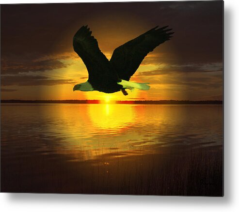 Sunset Eagle Water Lake Birds Of Prey Hunting Flying Skyscape Metal Print featuring the photograph Sunset Eagle by Andrea Lawrence