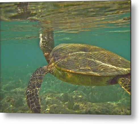 Big Metal Print featuring the photograph Surfacing SeaTurtle by Michael Peychich