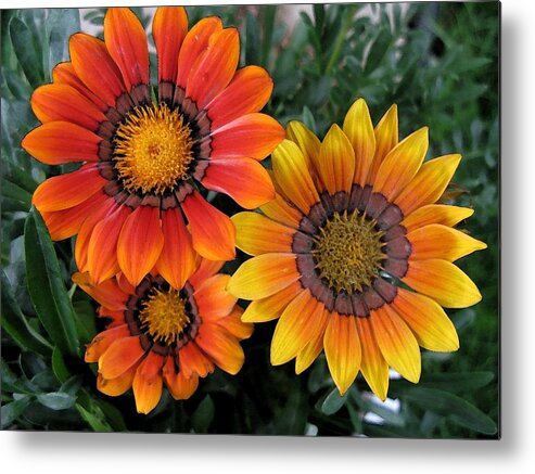 Flowers Metal Print featuring the photograph Surprise by Carol Sweetwood
